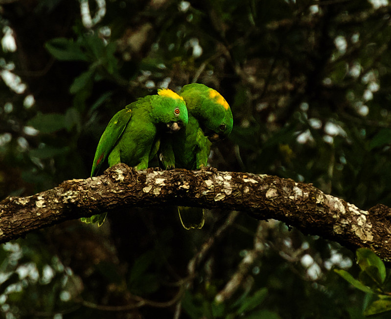 Yellow-naped Parrot_Amazona auropalliata_Ascanio_Costa Rica_DZ3A9778