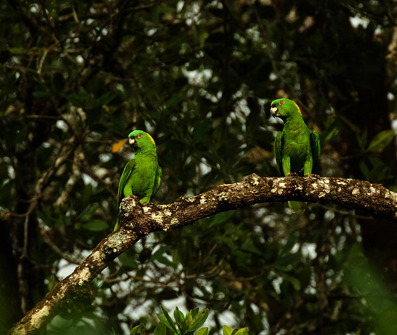 Yellow-naped Parrot_Amazona auropalliata_Ascanio_Costa Rica_DZ3A9760