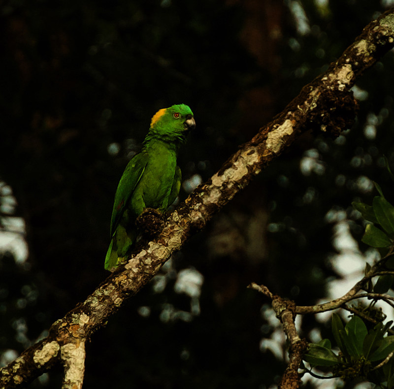 Yellow-naped Parrot_Amazona auropalliata_Ascanio_Costa Rica_DZ3A9732