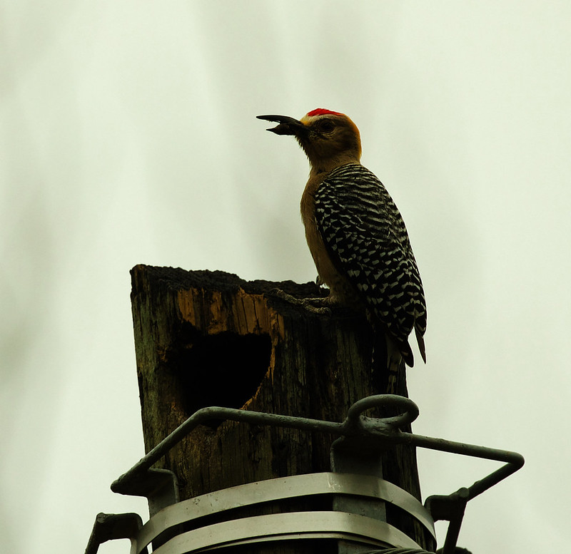 Hoffmann's Woodpecker_Melanerpes hoffmannii_Ascanio_Costa Rica_DZ3A9413