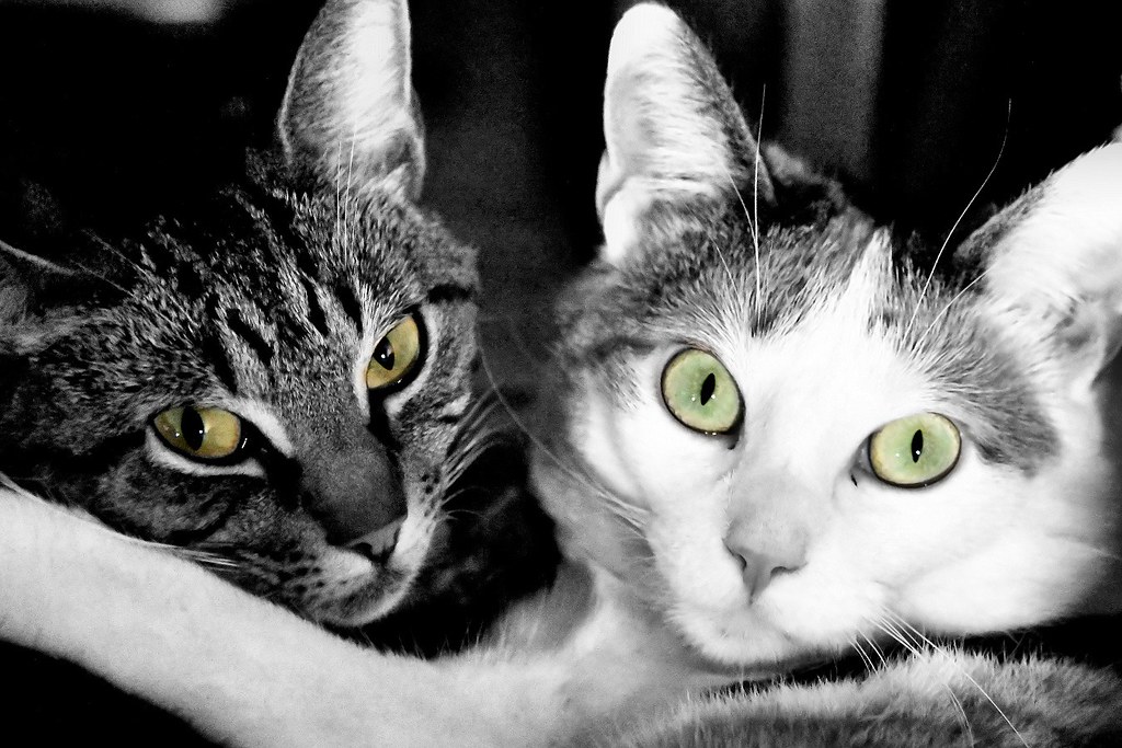 Cats | Flickr