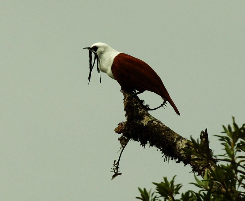 Three-wattled Bellbird_Procnias tricaruntulatus_Ascanio_Costa Rica_DZ3A0373