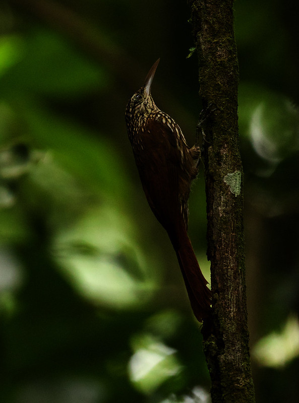Cocoa Woodcreeper_Xiphorhynchus susurrans_Ascanio_Costa Rica_DZ3A1474