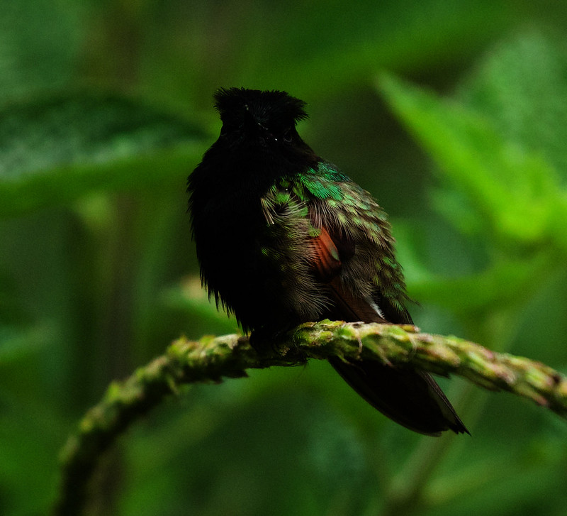 Black-bellied Hummingbird_Eupherusa nigrivgentris_Ascanio_Costa Rica_DZ3A1041