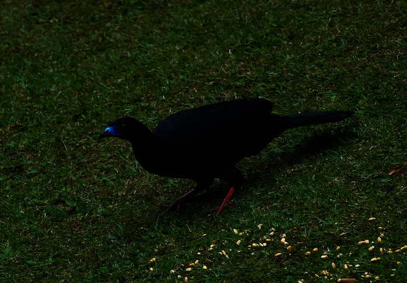 Black Guan_Chamaepetes unicolor_Ascanio_Costa Rica_DZ3A0816