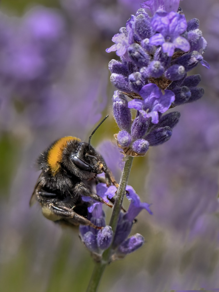Buff-tailed Bumblebee (Bombus terrestris) at work on Lavender