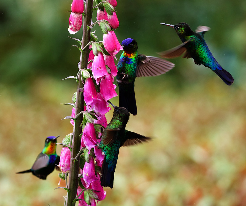 Fiery-throated Hummingbird_Panterpe insignis_Ascanio_Costa Rica_DZ3A8158