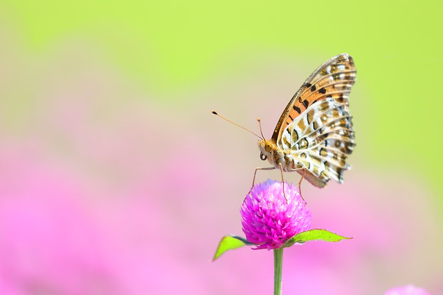 Butterfly in the flower fields
