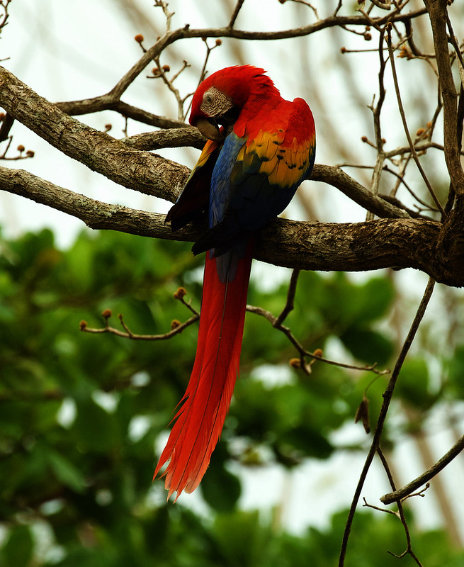 Scarlet Macaw_Ara macao_Ascanio_Costa Rica_DZ3A9534