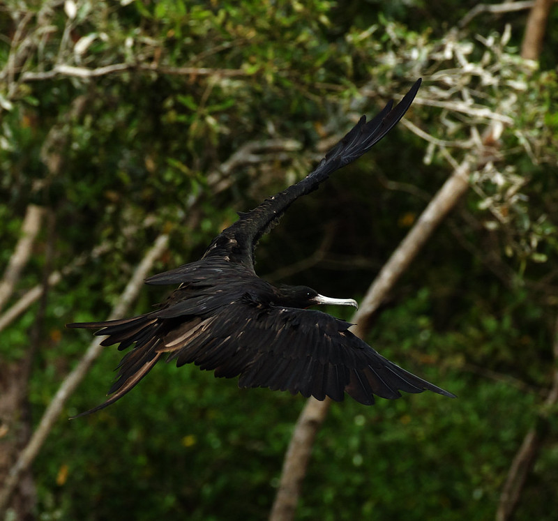 Magnificent Frigatebird_Fregata magnificens_Ascanio_Costa Rica_DZ3A9724