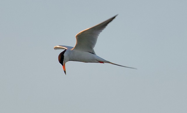 A common tern still looking for something to eat even as the sun sets. SFO Publilc Access shoreline L1140213