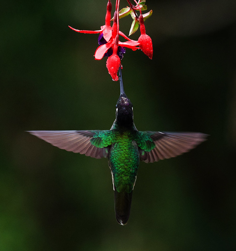 Talamanca Hummingbird_Eugenes spectabilis_Ascanio_Costa Rica_DZ3A8012