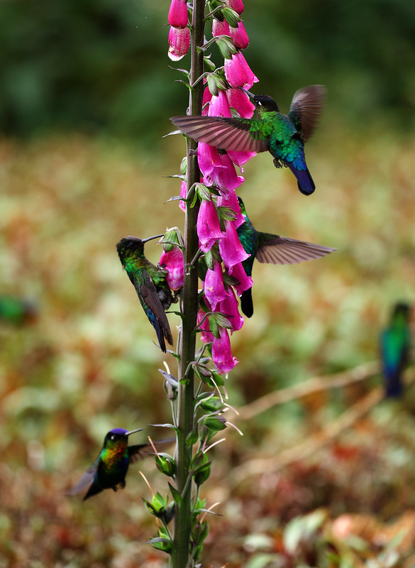 Fiery-throated Hummingbird_Panterpe insignis_Ascanio_Costa Rica_DZ3A8126