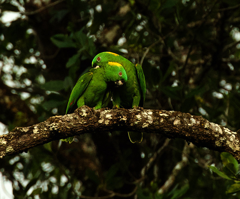 Yellow-naped Parrot_Amazona auropalliata_Ascanio_Costa Rica_DZ3A9772