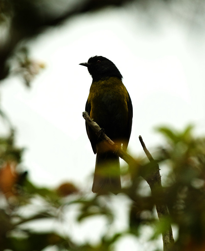 Black-and-yellow Silky-Flycatcher_Phaenoptila melanoxantha_Ascanio_Costa Rica_DZ3A7915