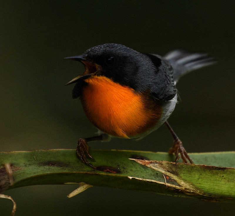 Flame-throated Warbler_Oreothlypis gutturalis_Ascanio_Costa Rica_DZ3A7898