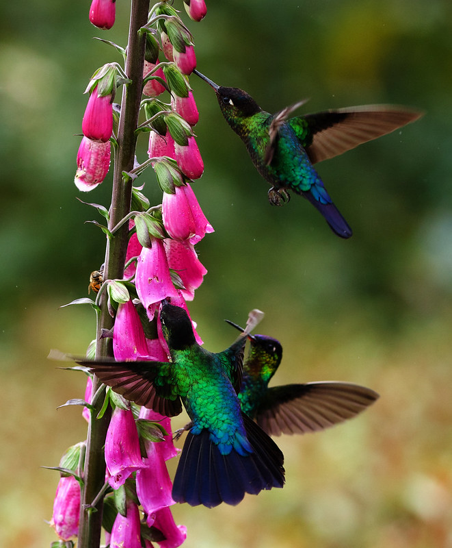Fiery-throated Hummingbird_Panterpe insignis_Ascanio_Costa Rica_DZ3A8143