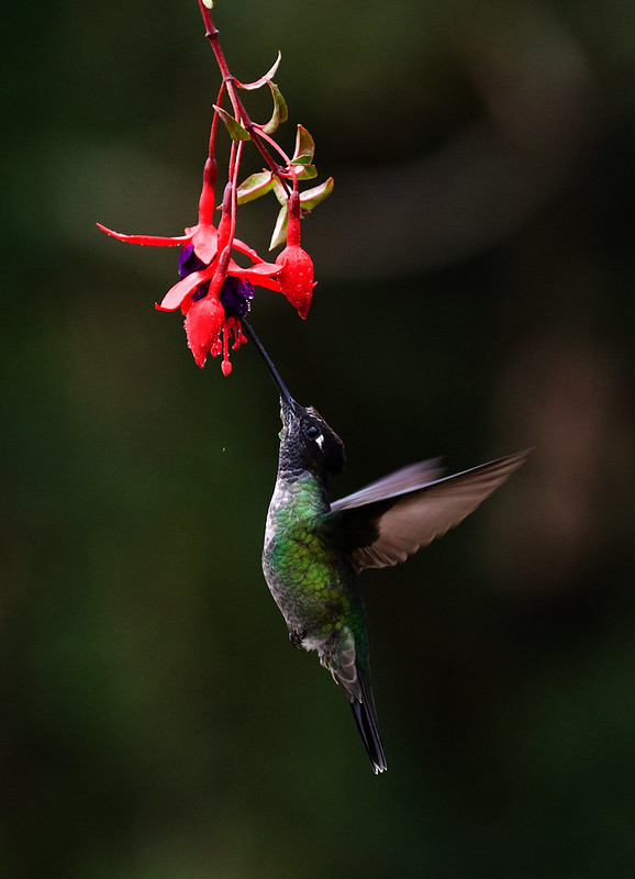 Talamanca Hummingbird_Eugenes spectabilis_Ascanio_Costa Rica_DZ3A8033