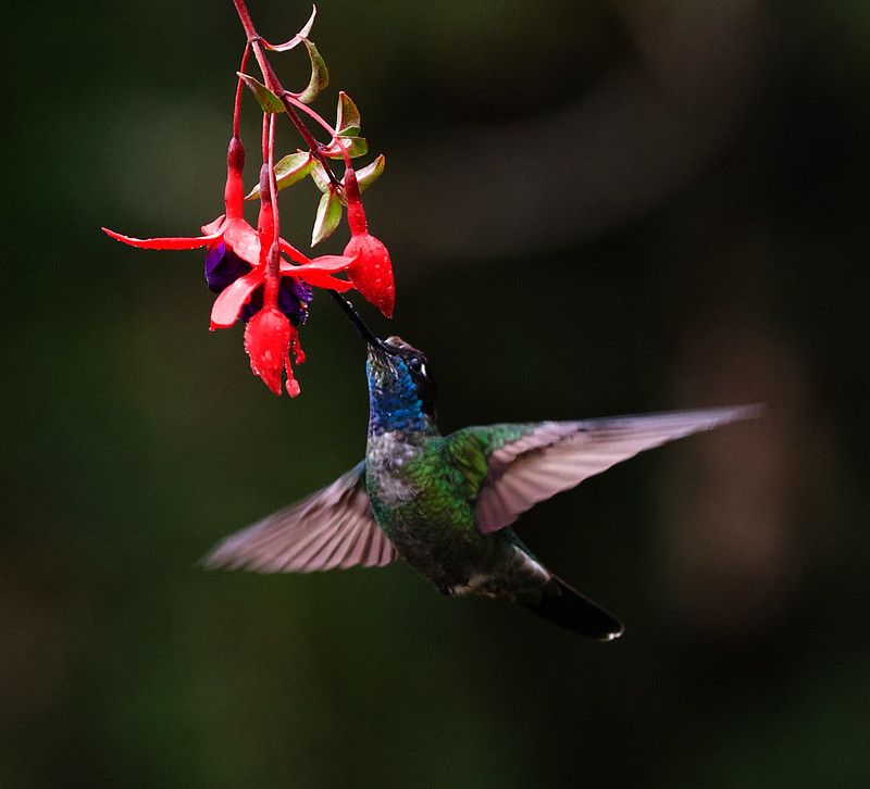 Talamanca Hummingbird_Eugenes spectabilis_Ascanio_Costa Rica_DZ3A8024