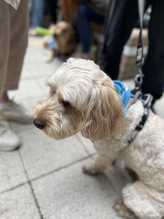 Therapy Dogs Nationwide - Ralph