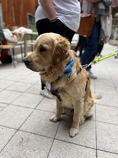 Therapy Dogs Nationwide - Dr Paddy