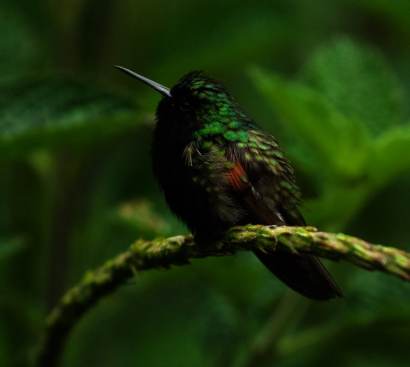 Black-bellied Hummingbird_Eupherusa nigrivgentris_Ascanio_Costa Rica_DZ3A1092