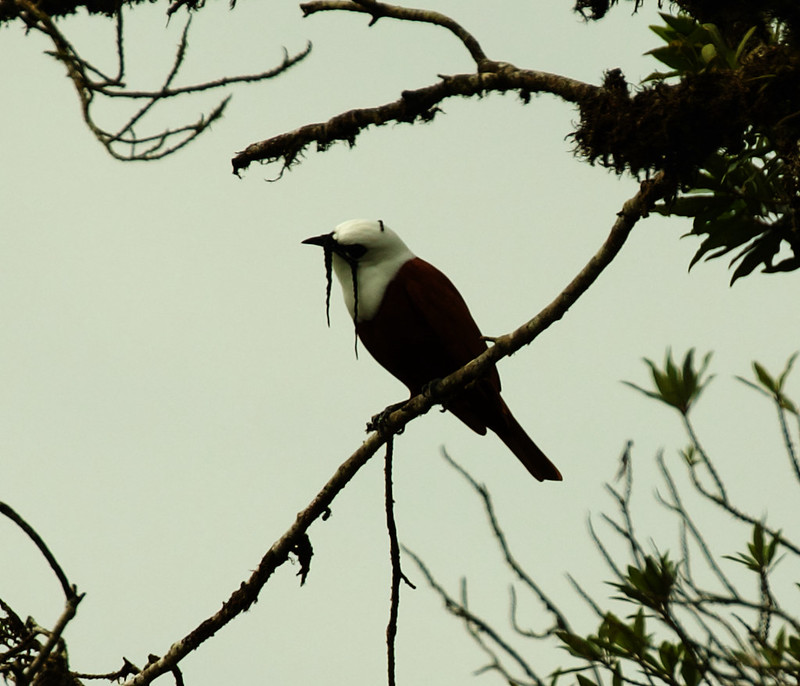 Three-wattled Bellbird_Procnias tricaruntulatus_Ascanio_Costa Rica_DZ3A0328