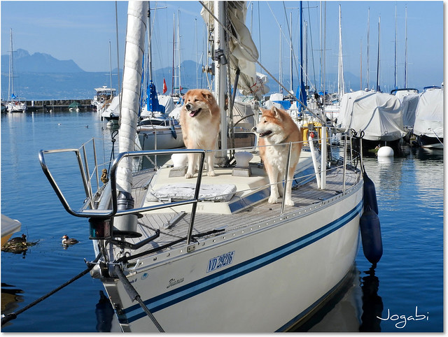 Des chiens aux pieds marins (à voir en grand)   - Dogs with sea feet (To see big)