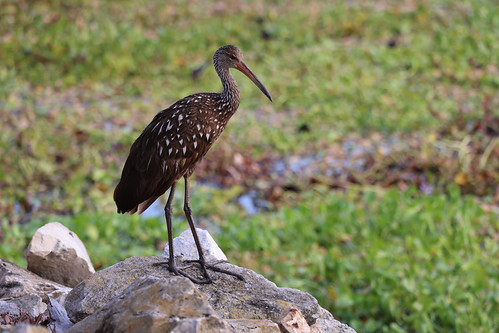 Limpkin at Kissimmee Lakefront Park (Kissimmee, Florida) - July 4th, 2023 by cseeman, Visit to Kissimmee Lakefront Park on the morning of Tuesday July 4th, 2023. The beautiful park is l
