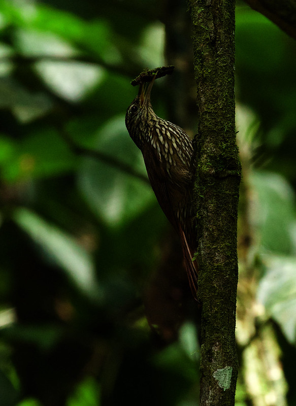 Cocoa Woodcreeper_Xiphorhynchus susurrans_Ascanio_Costa Rica_DZ3A1415