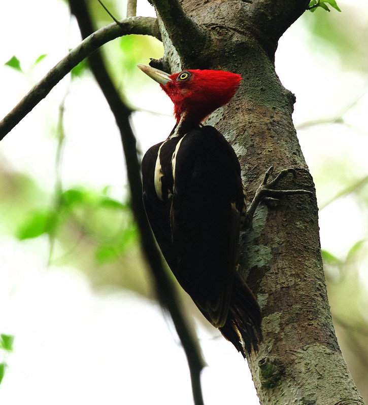 Pale-billed Woodpecker_Campephilus guatemalensis_Ascanio_Costa Rica_DZ3A9798