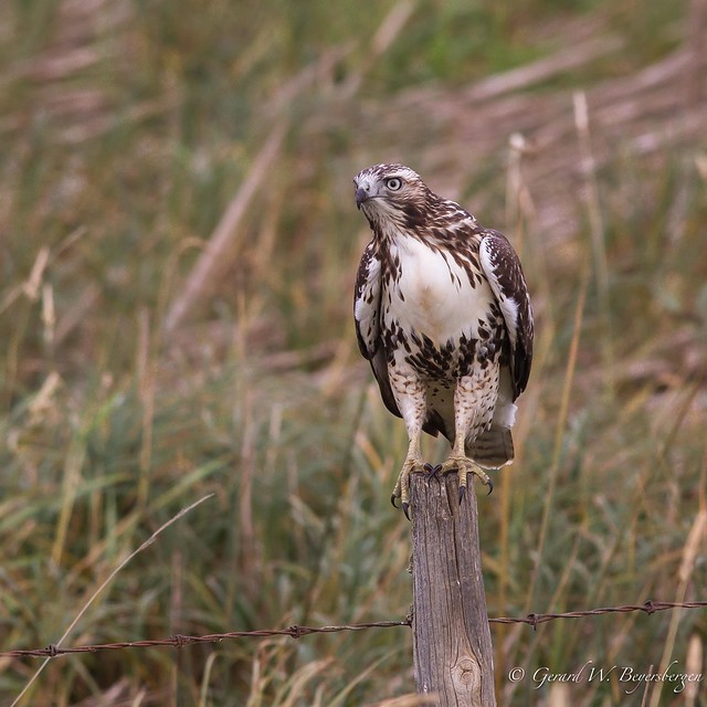Red-tailed Hawk  - Juvenile
