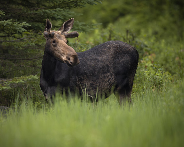 Young Bull Moose, Ontario
