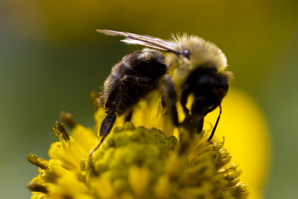 Macro: Bees