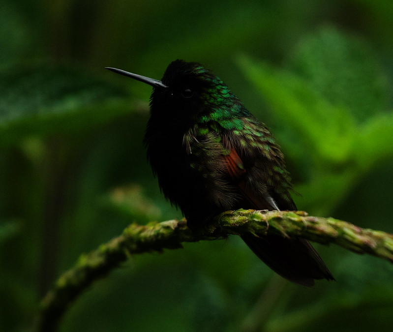 Black-bellied Hummingbird_Eupherusa nigrivgentris_Ascanio_Costa Rica_DZ3A1079