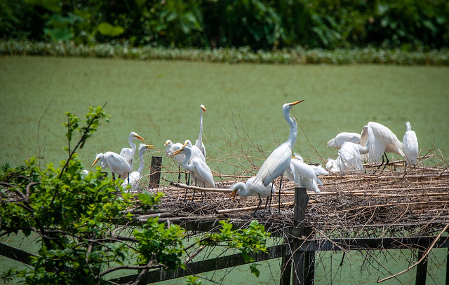 Egret Nesting