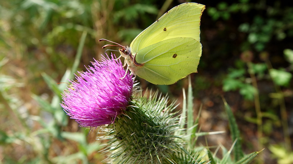 Zitronenfalter auf Distel - Brimstone Butterfly on Thistle