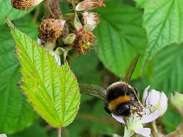 Bumblebee on a bramble.