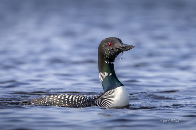 Common Loon A6561