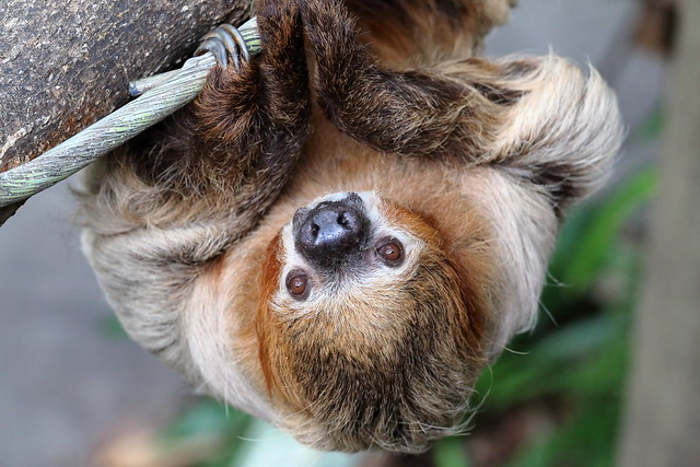 Moe, the Two-toed Sloth