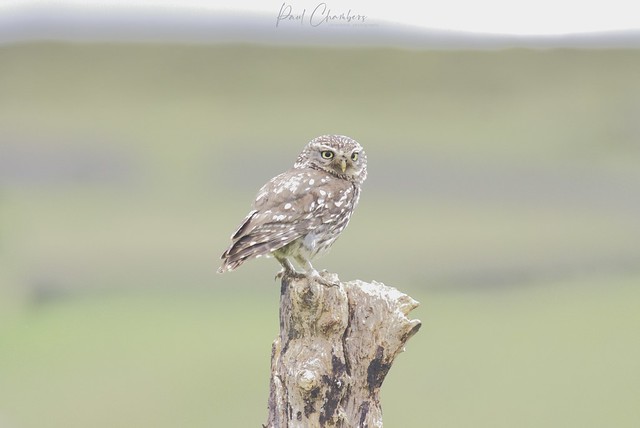 Little owl - perched.