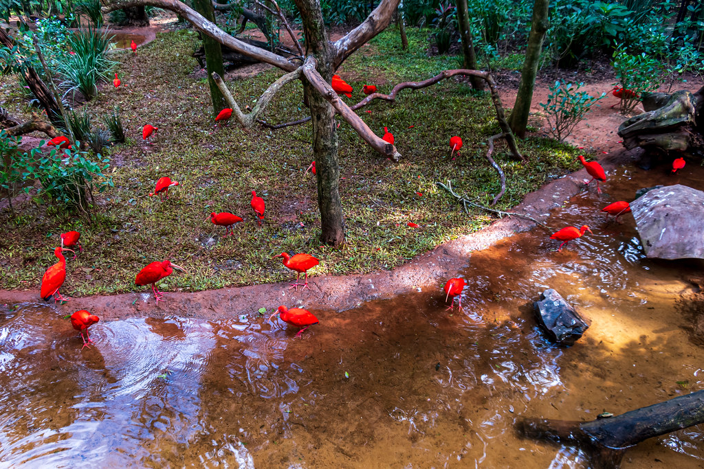 Brazil 068 - Parque das Aves - Flamingos - Parrot