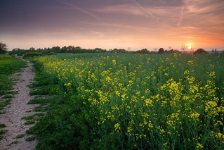 The Dying Embers of Sun and Rapeseed