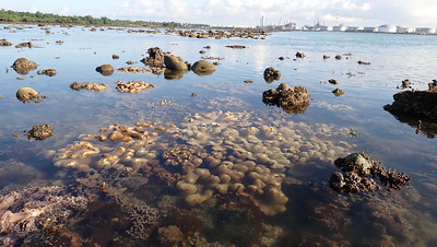 Living shores of Pulau Semakau (East), Jul 2023