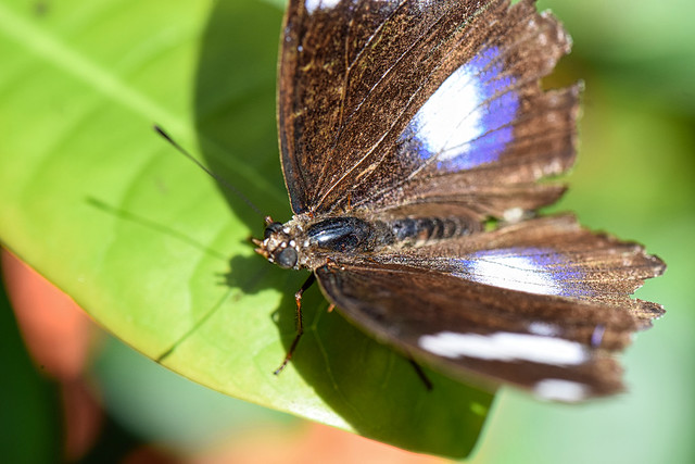 Male Blue moon butterfly I