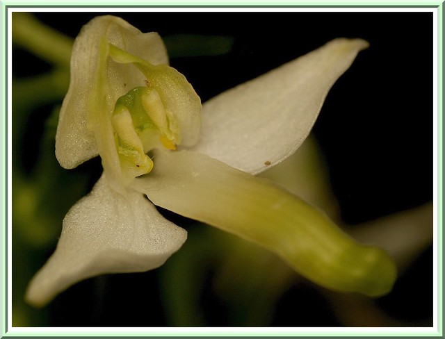 Orchidée Hybride Platanthère à 2 Feuilles et Verdâtre / Hybride Platanthera Bifolia-Chlorantha