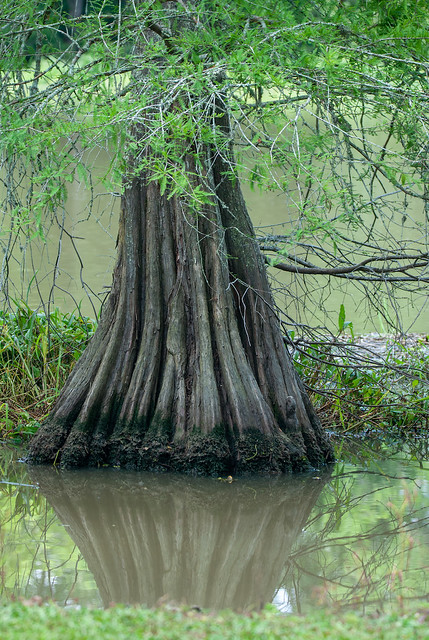 Cypress Trunk in the Bayou
