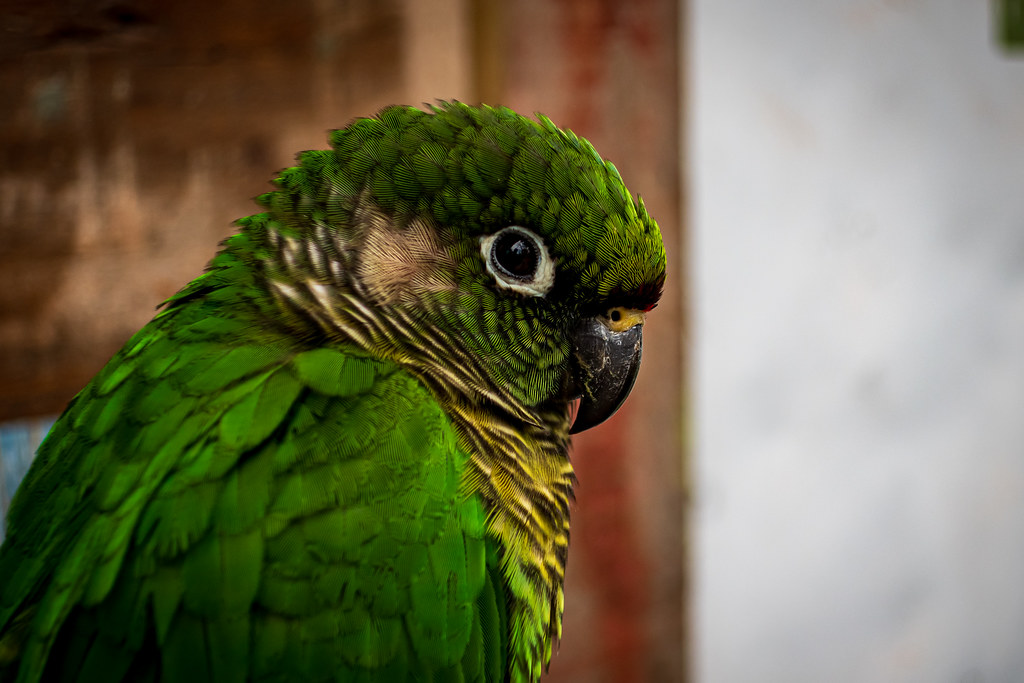 Brazil 080 - Parque das Aves - Parrot