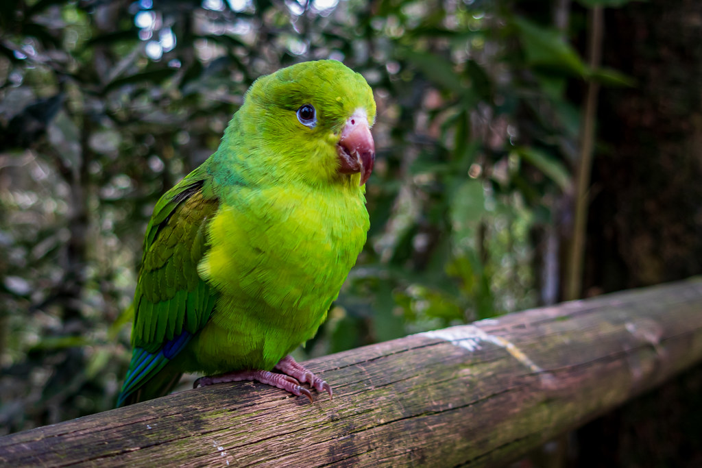 Brazil 076 - Parque das Aves - Parrot