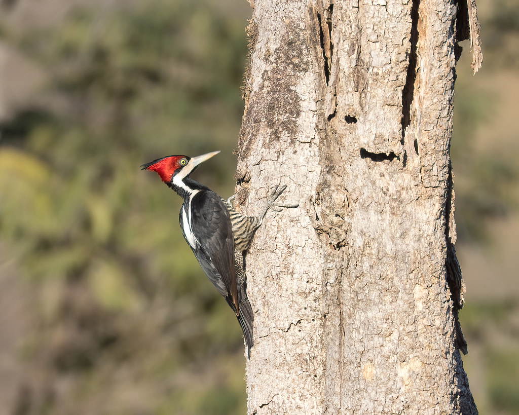 Crimson-crested Woodpecker (Campephilus melanoleucos), female